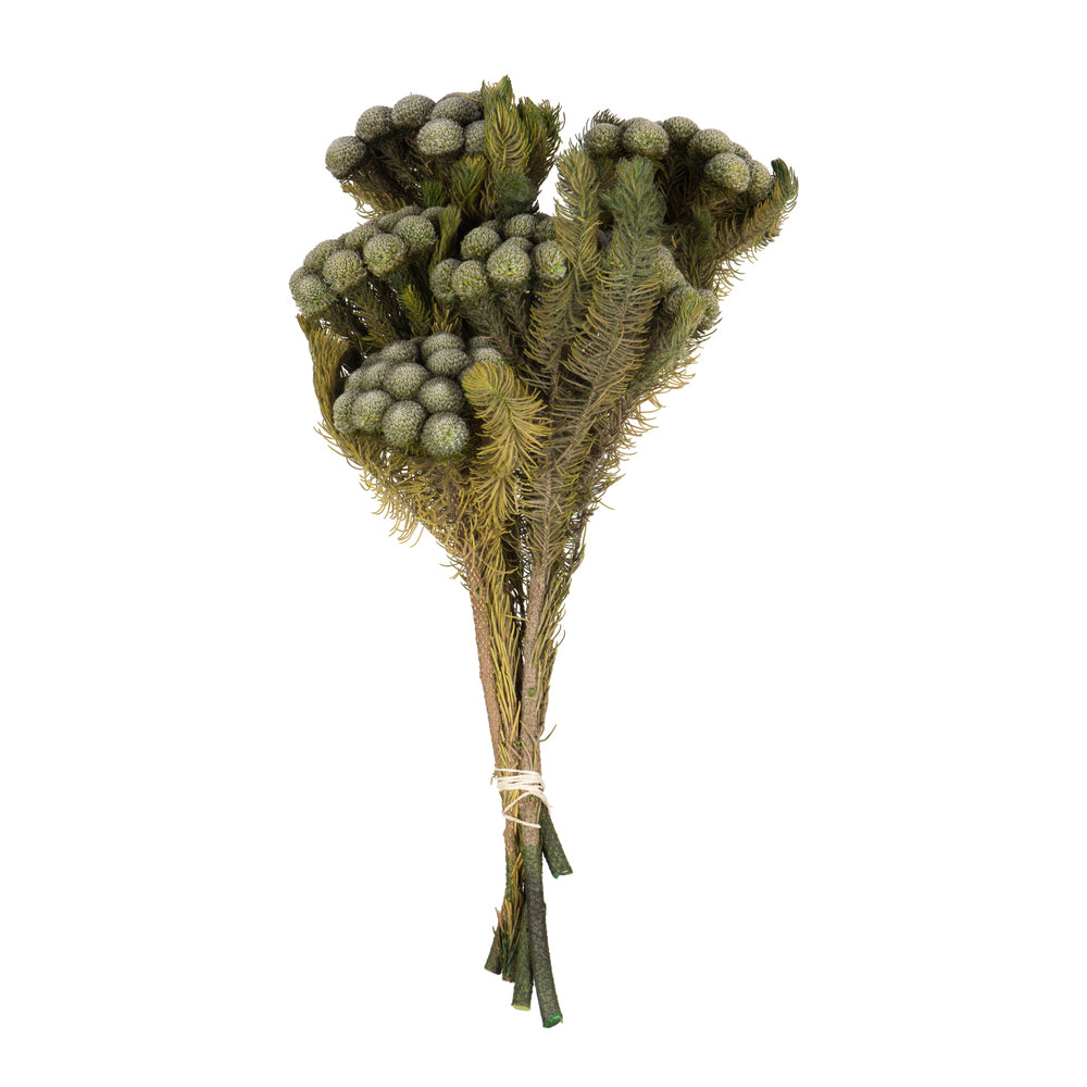 Natural Green Brunia Stem Bundle, Preserved