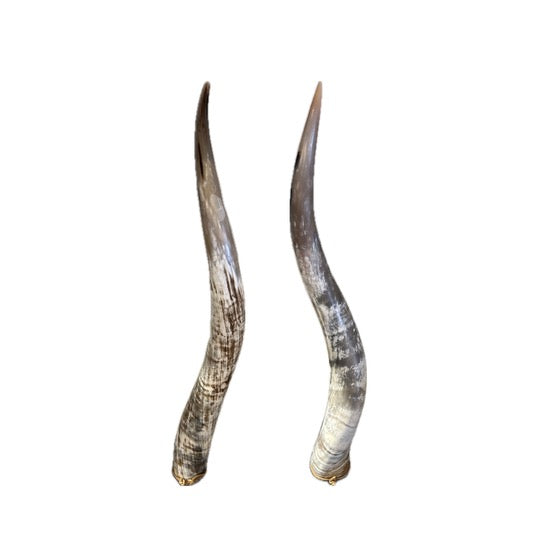 Steer Horn Set on Lucite