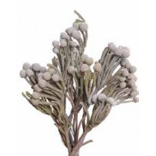 Brunia Silver - Natural