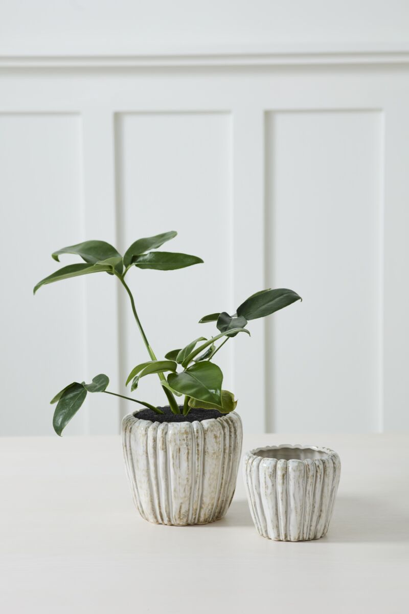 Cedric Pot Series