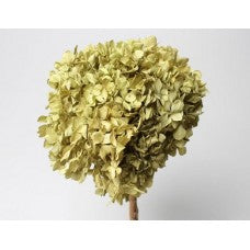 Preserved Hydrangea Antique Sage