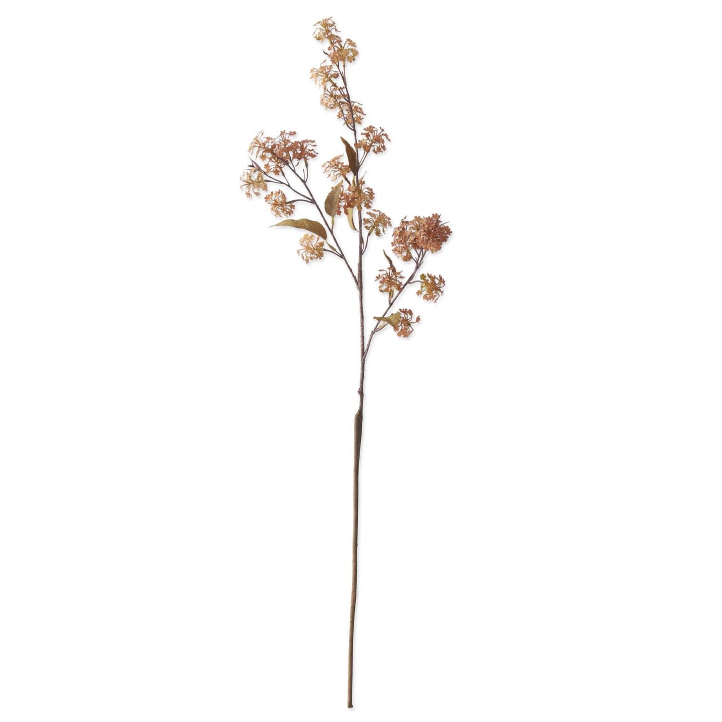 Orange Elderberry Stem