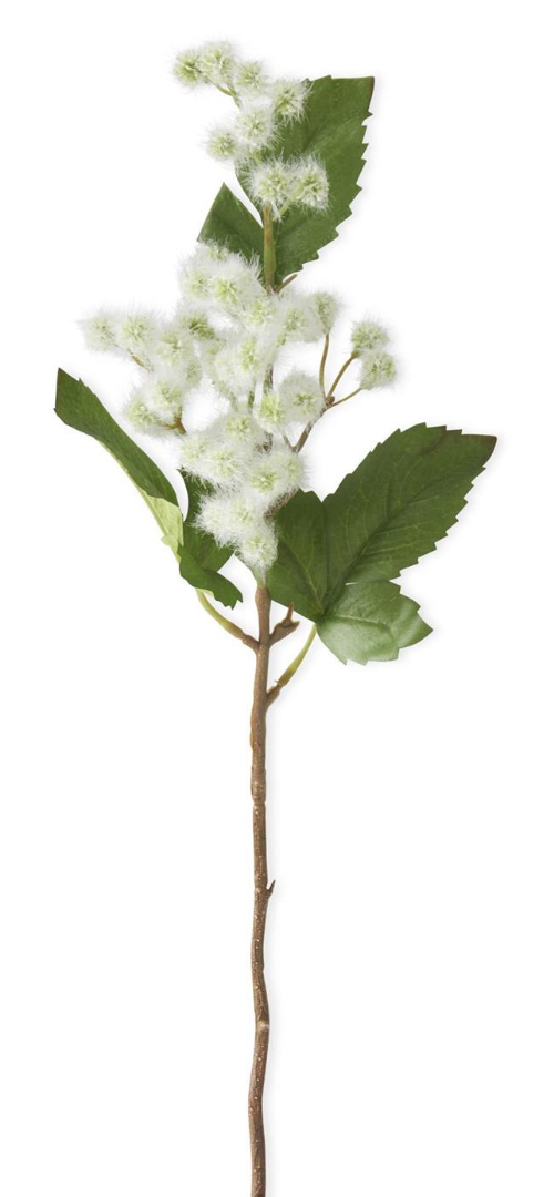 White Meadowsweet Stem