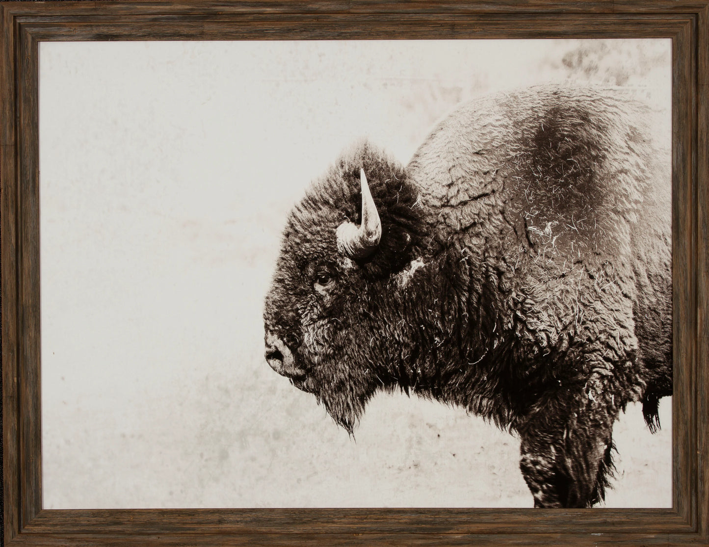 Sepia Buffalo