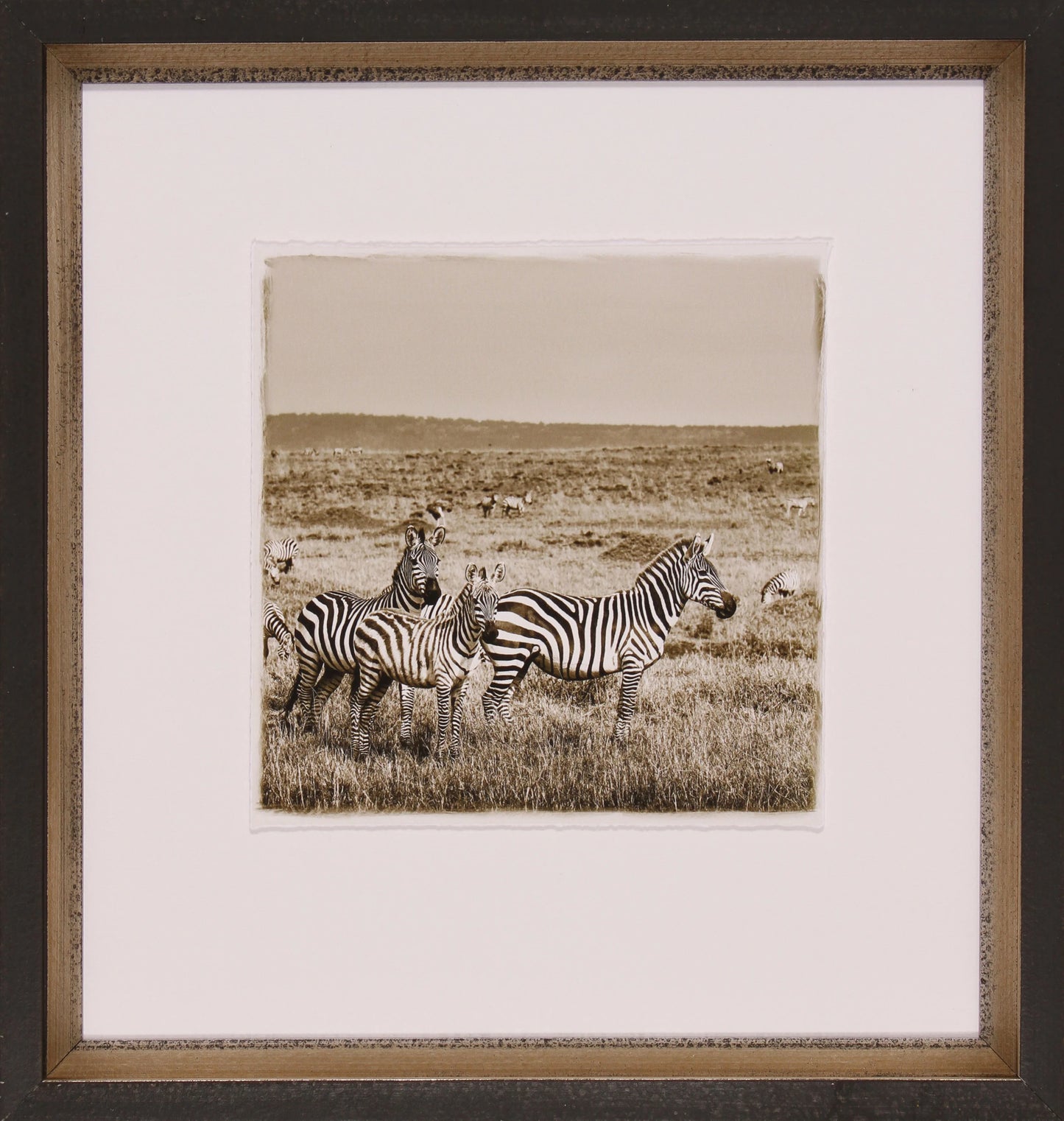 Bookshelf Safari Collection