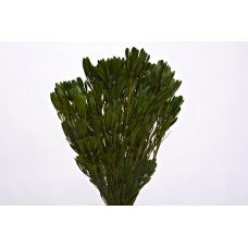 Platyspermum Foliage Preserved