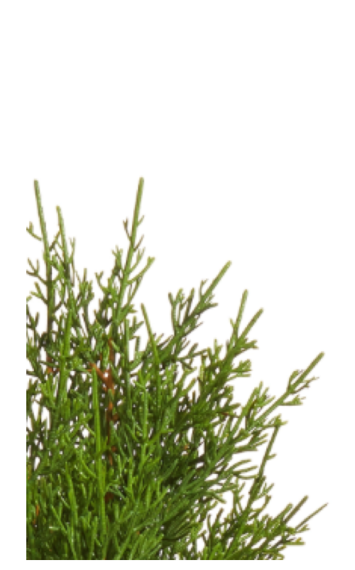 Cedar Pick, 19”