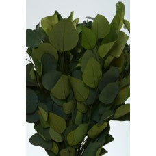 Eucalyptus Populus, Preserved