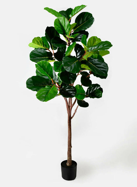 Large Fig Tree