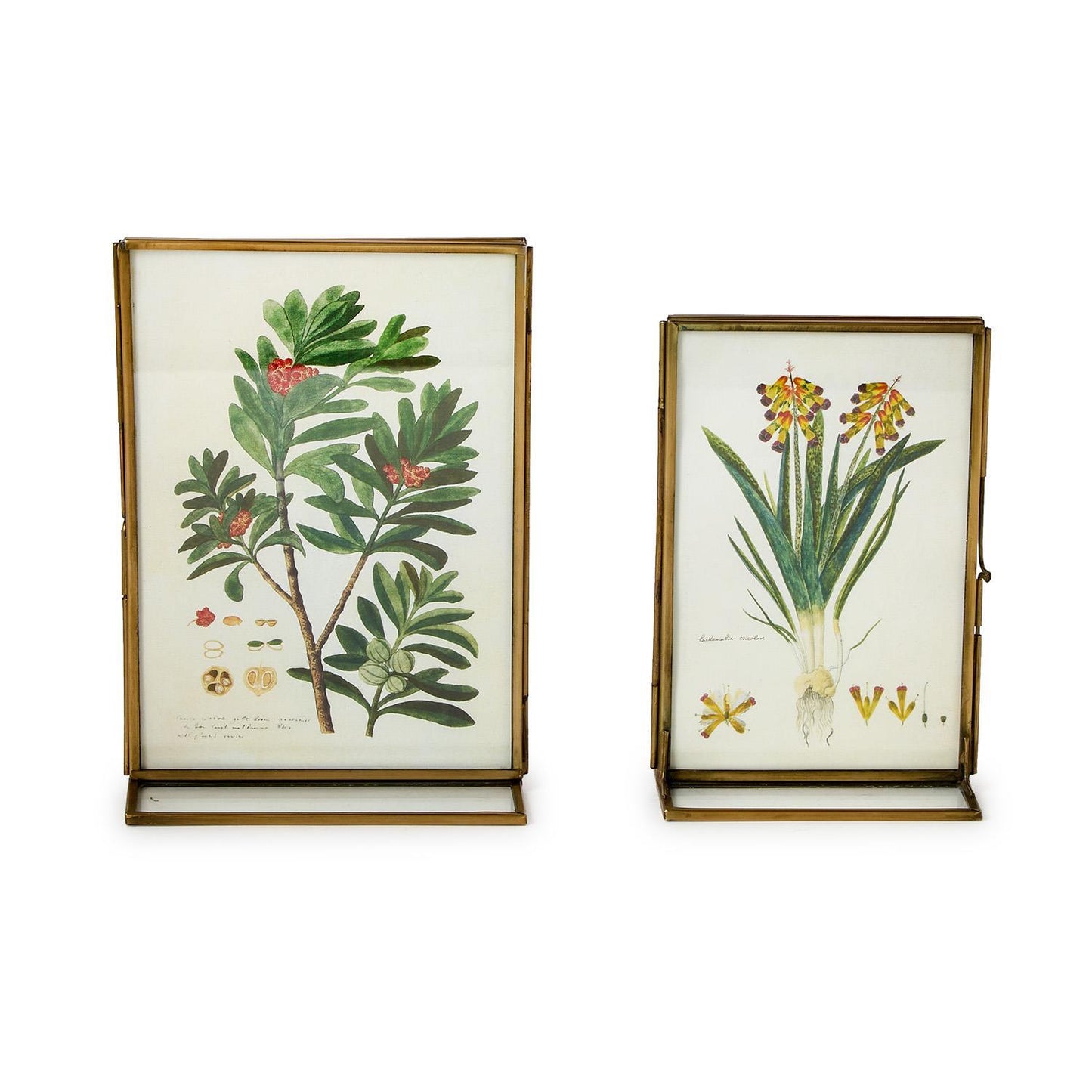 Gold Metal Frame Series