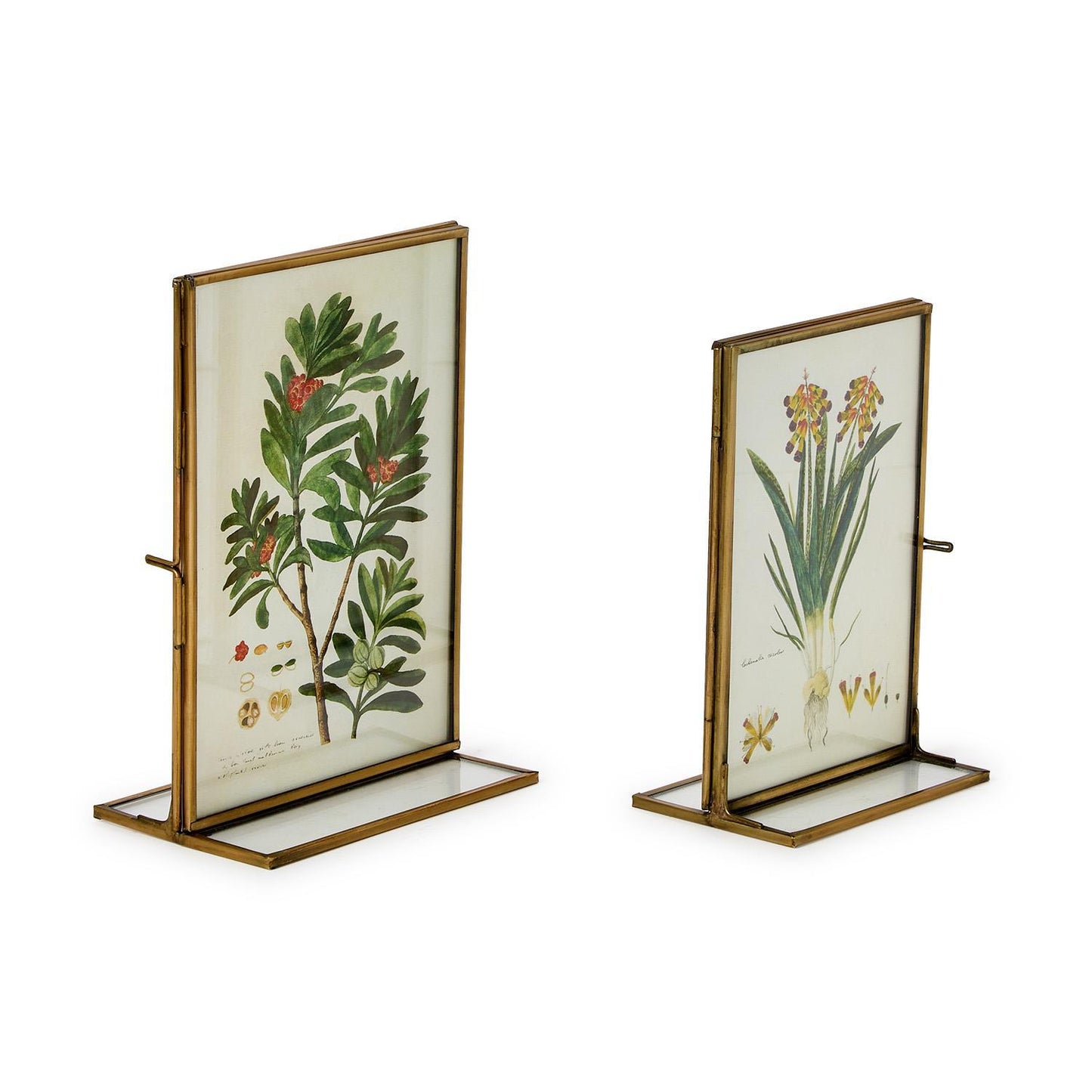 Gold Metal Frame Series