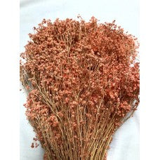 Peach Gypsy Bloom
