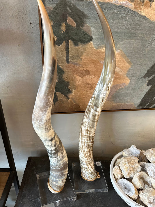Steer Horn Set on Lucite