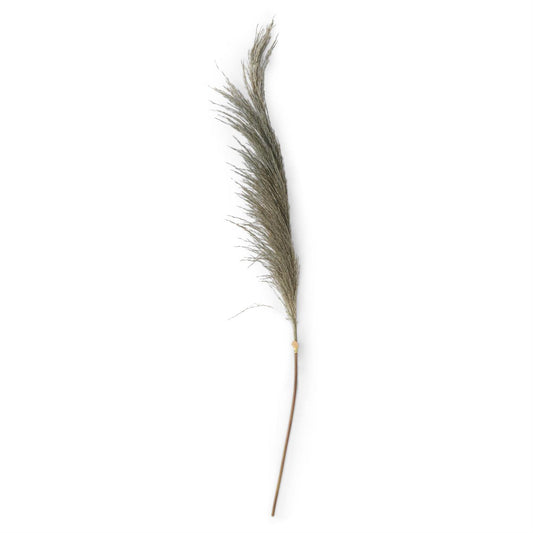 Natural 45" Pampas Grass