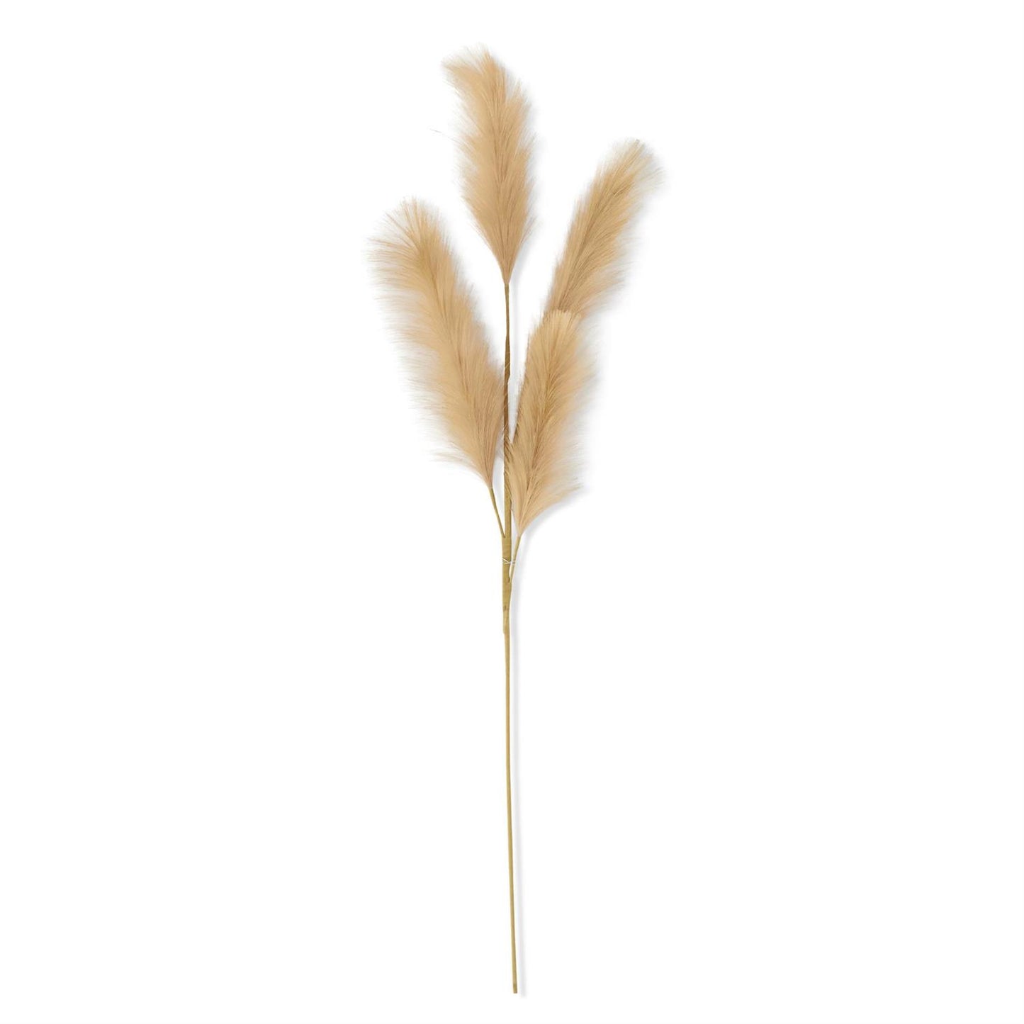 Pampas Grass
