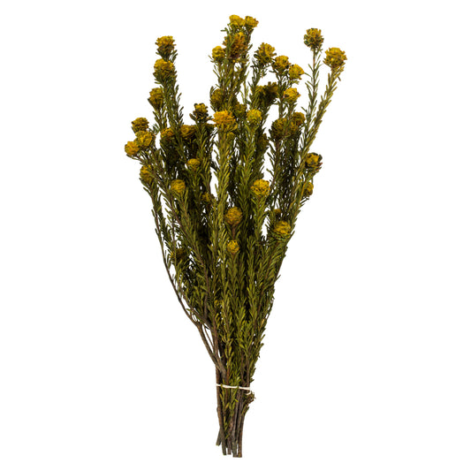 Yellow Tortum